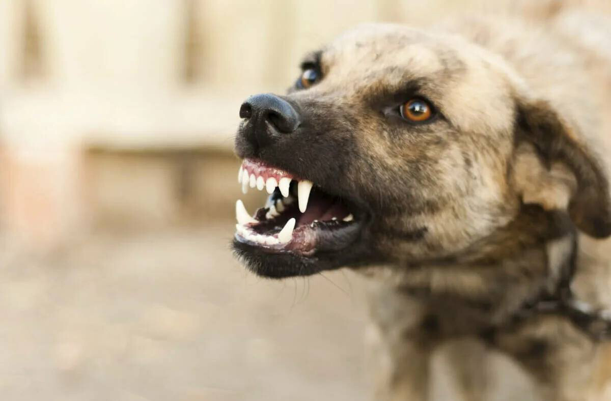 ШТРАФ ЗА САМОВЫГУЛ СОБАКИ