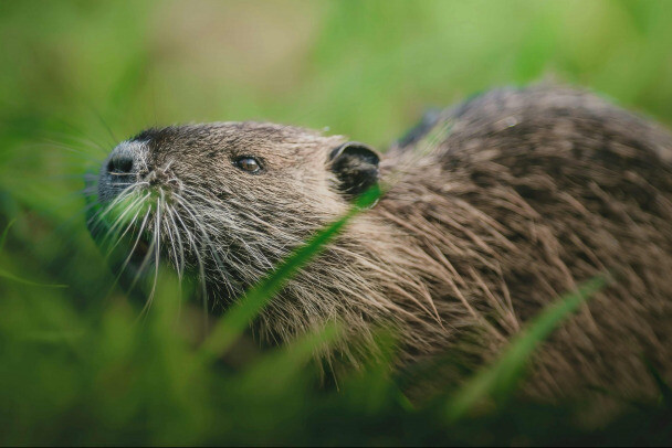 В ЛЕНОБЛАСТИ ОТКРЫТА ОХОТА НА ПУШНЫХ