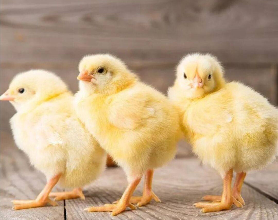 ЛЕНОБЛАСТЬ ОБЕСПЕЧЕНА ЯЙЦОМ БРОЙЛЕРОВ ЛЕНОБЛАСТЬ ОБЕСПЕЧЕНА ЯЙЦОМ БРОЙЛЕРОВ