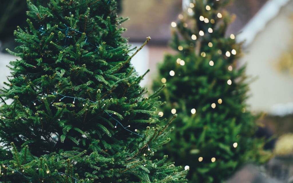 НОВОГОДНЯЯ ЕЛЬ В КАЖДЫЙ ДОМ