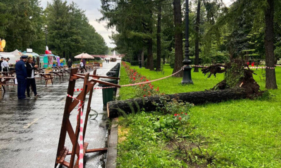 ЖИТЕЛЬ ПОДПОРОЖЬЯ ПОГИБ ПОСЛЕ ПАДЕНИЯ ДЕРЕВА В ПЕТЕРБУРГЕ