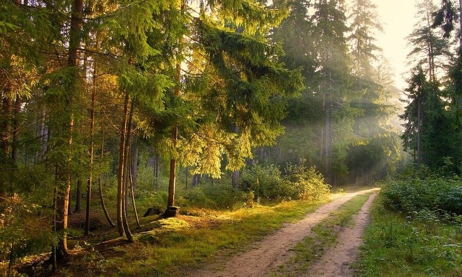 УШЛИ ГУЛЯТЬ И ПРОПАЛИ