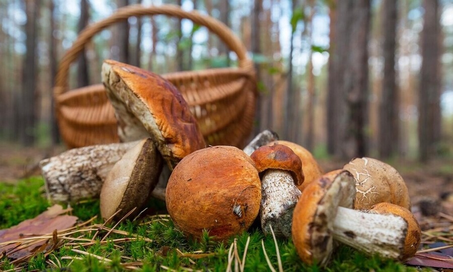 НЕДЕЛЮ ПРОВЁЛ В ЛЕСУ