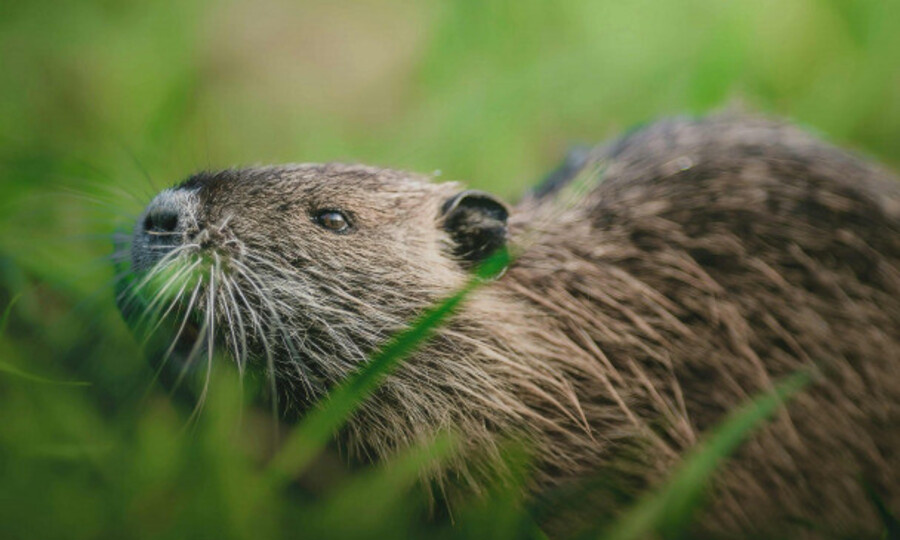 В ЛЕНОБЛАСТИ ОТКРЫТА ОХОТА НА ПУШНЫХ