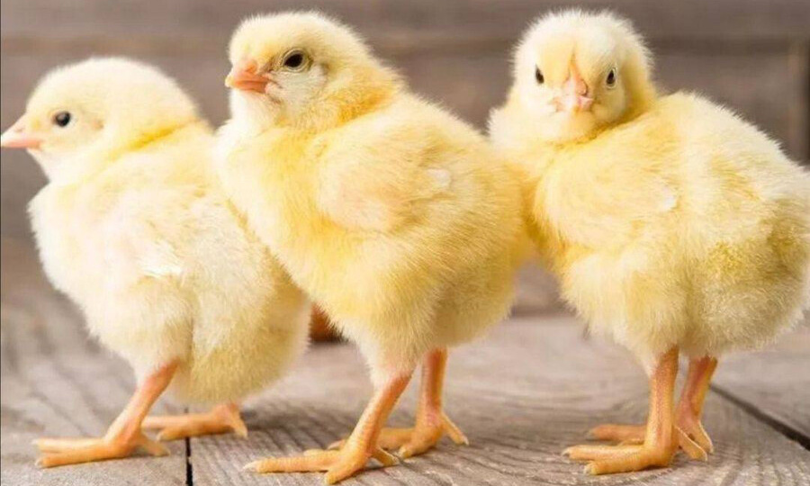 ЛЕНОБЛАСТЬ ОБЕСПЕЧЕНА ЯЙЦОМ БРОЙЛЕРОВ