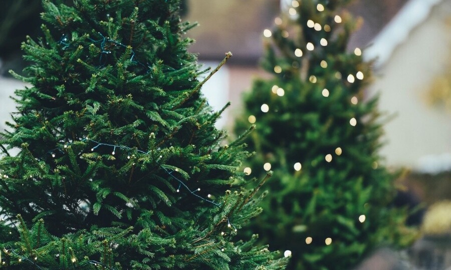 НОВОГОДНЯЯ ЕЛЬ В КАЖДЫЙ ДОМ